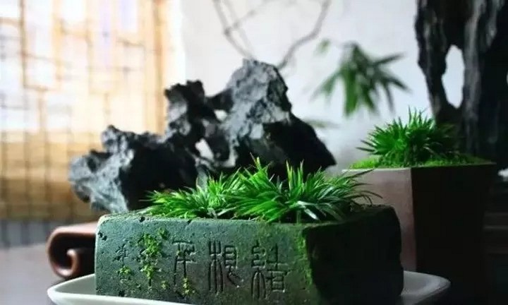 石有情，草有性