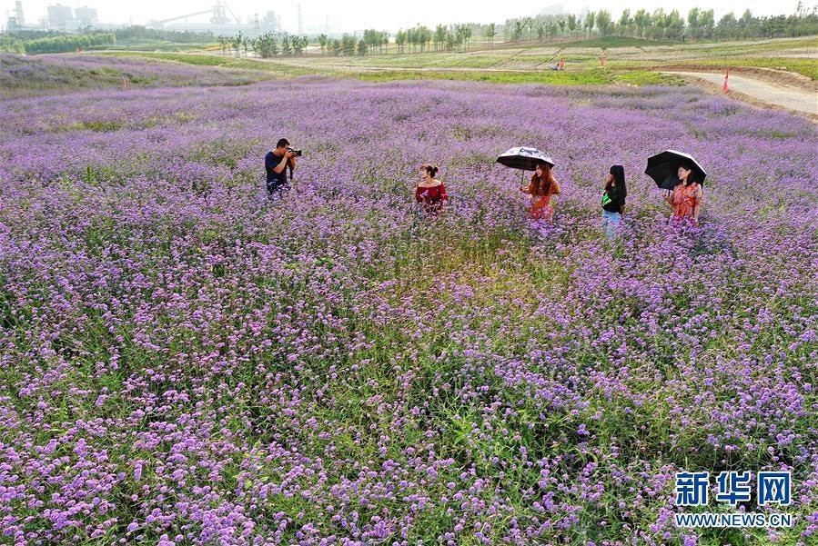 河北唐山：廢棄礦山成“千頃花海”