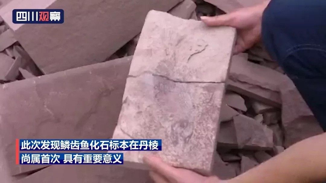 眉山一村民加工天然石材，切開后竟發(fā)現(xiàn)一條可能是一億年前的“魚”