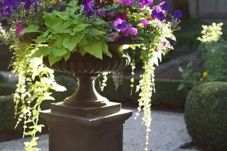 花缽