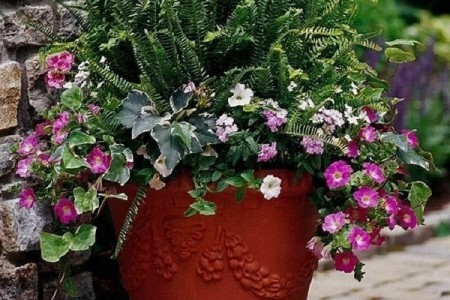 花缽