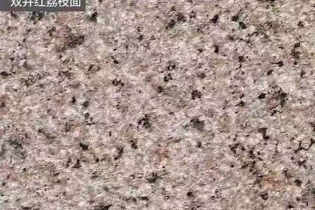 雙井紅荔枝面