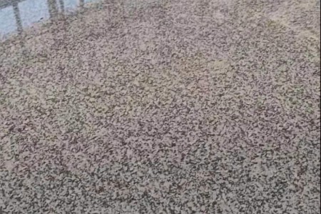 廣西芝麻黑大板