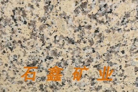 淺黃新卡麥江西菊花黃金卡麥