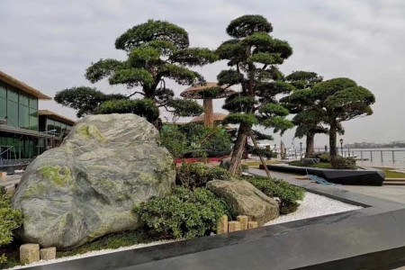 富貴綠