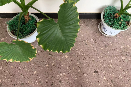 紫點灰麻案例