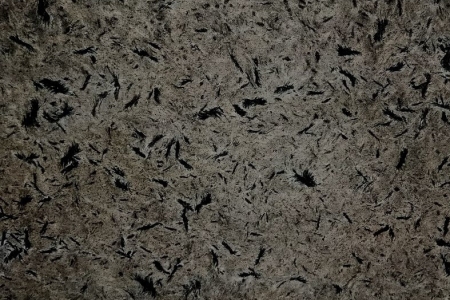 鵝毛灰