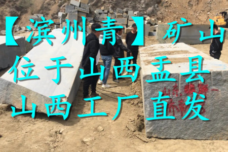 濱州青(北大青)礦山