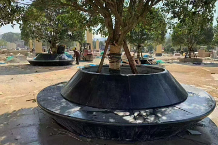 湛江黑樹圍石