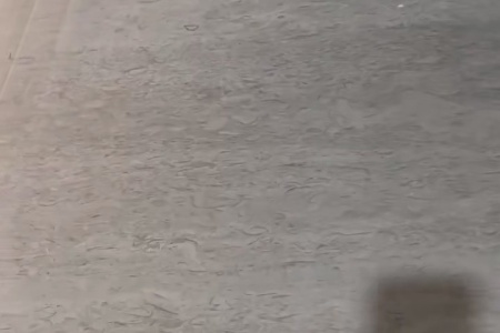 白海棠