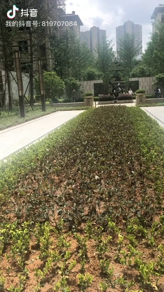 福建青