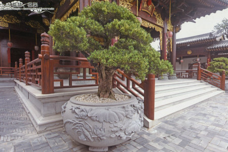花盆 Flowerpot