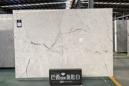 巴西魚肚白