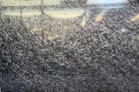 范思哲黑