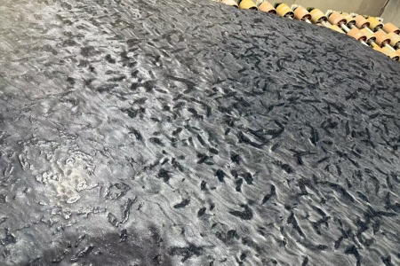 范思哲黑