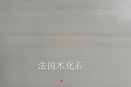 法國木化石