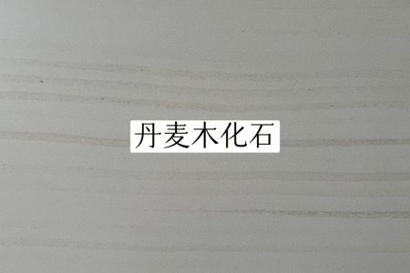 丹麥木化石